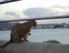 sunsetcat.JPG