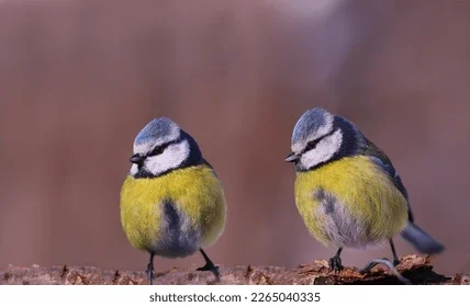 two-blue-tits-stand-on-260nw-2265040335.webp