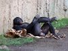 funny-monkey-chilling-whats-up.jpg
