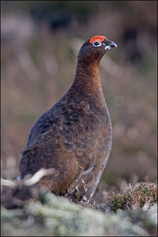 black_grouse_pose_313x470.jpg