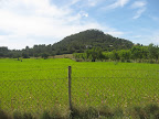 IMG_4335.jpg