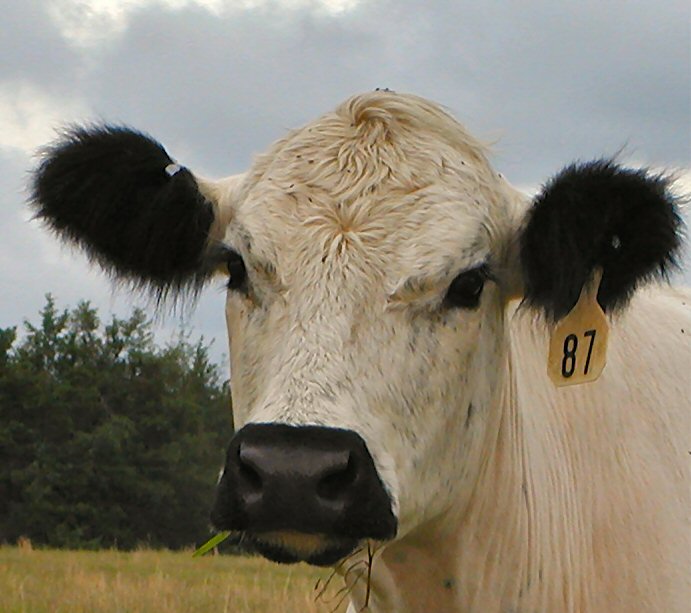 CowHead.JPG