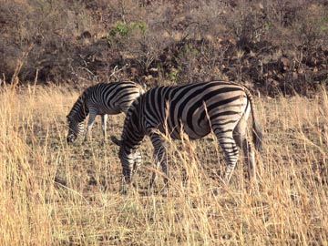 PICT0103.jpg