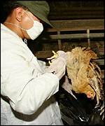 _249764_chick150.jpg