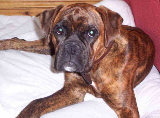 normalLovelyBoxerdog.jpg