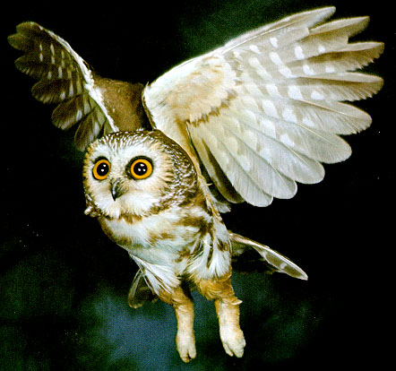 Liphard_website_flying_owl.JPG