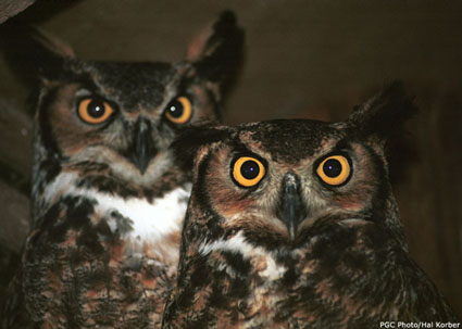 great-horned-owl.jpg