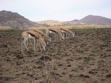 PICT0080.jpg