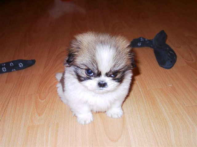 angrydog.jpg