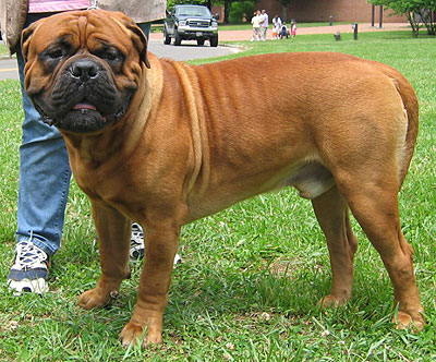 bullmastiff_h02.jpg