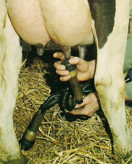 cow-nip.jpg