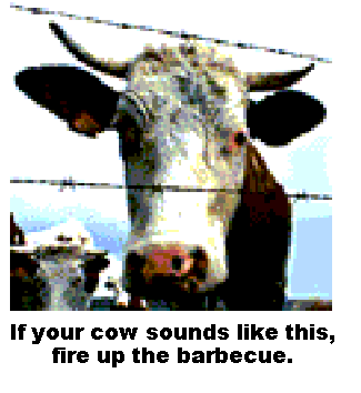 madcow1.gif