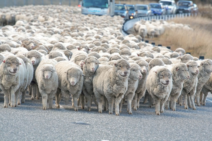 sheep-herd.jpg