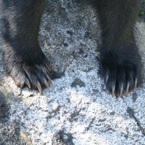 black_bear_claws.jpg