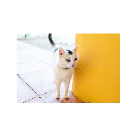 PIKES_MAILER_CAT-990000000003cf3c.JPG