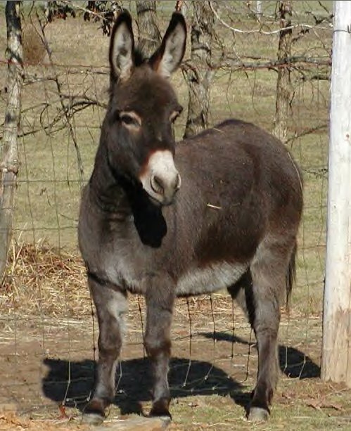 Donkey.jpg