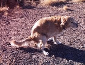 DogCrap.jpg