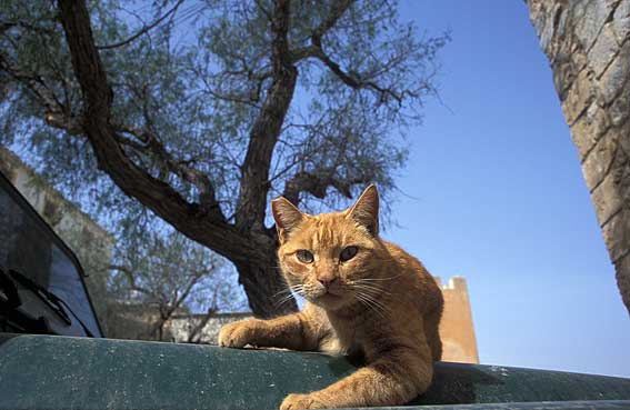 daltvila19.jpg