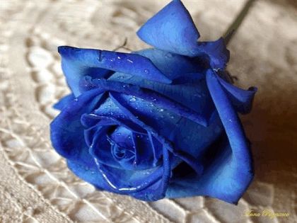 20070818024349-rosa-20azul.jpg