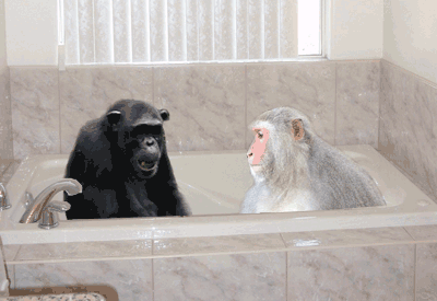 monkey_bath3.gif
