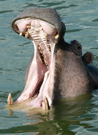 hippo-yawn.jpg